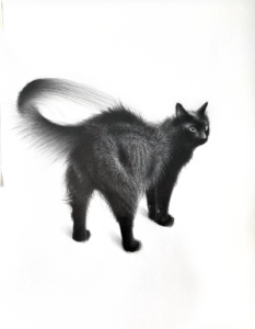 Le chat noir