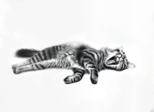 Le chat rayé